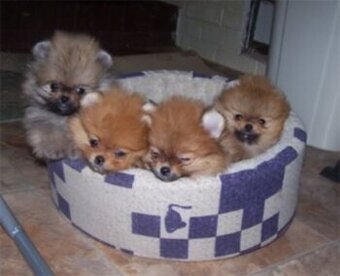 Pomeranian boo