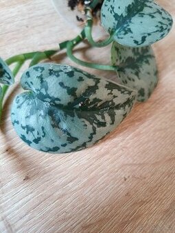 Scindapsus Silver lady