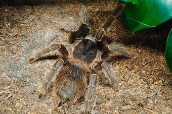 Sklípkan - Lasiodora parahybana