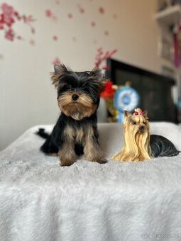 Yorkshire terrier, jork, jorkšírsky terier s PP