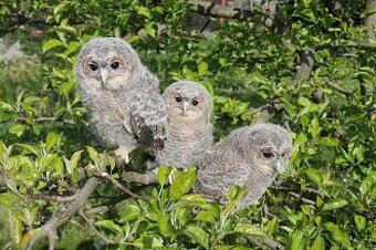 Puštík obecný (Strix aluco), ruční odchov