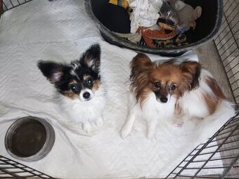 Papillon s PP - 1