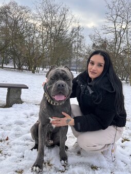 Cane Corso Ke Krytí s PP