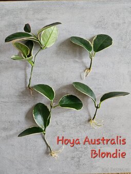 Pokojová rostlina - hoya voskovka - různé, řízek - 1