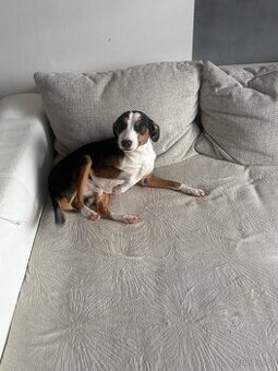 Daruji křížence Jacka Russela a Bígla