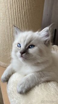 Ragdoll nádnehné koťátko bez PP