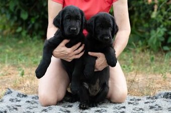 Poslední dva kluci flat coated retrievera s PP, k okamžitému - 1