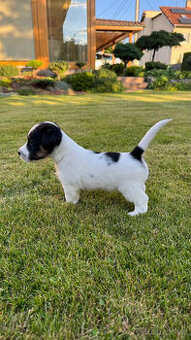 Štěňata Jack Russell teriér s PP - 1