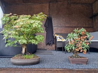 Bonsaj,bonsai Javor