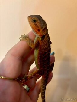 Agama vousatá Coral Trans
