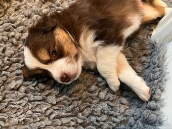Miniaturní Americký ovčák, pes ve zbarvení red tricolor