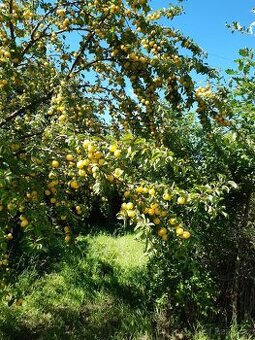 Domací slivovice z mirabelek