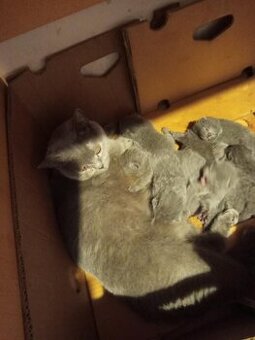 Britská krátkostrstá  kočička