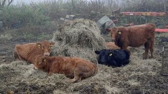 Prodám zástav jalovice