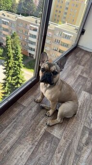 Francouzský buldoček