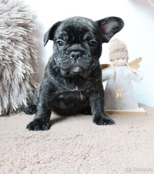 Francouzský buldoček s průkazem původu