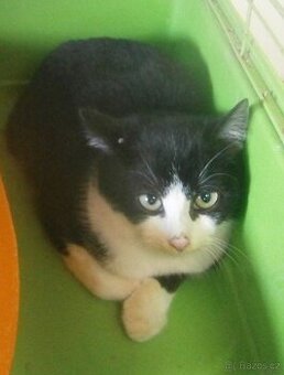 Černobílý, 3-4měsíční zatím nesmělý Toby hledá domov.