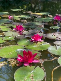 Leknin vodní rostlina kvetoucí posledních 10ks