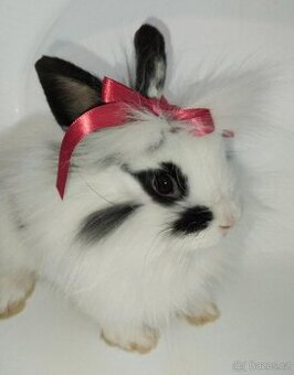 Zakrslý králíček bez PP samička Olivie