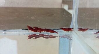 Prodej krevetek a doplňků - 1