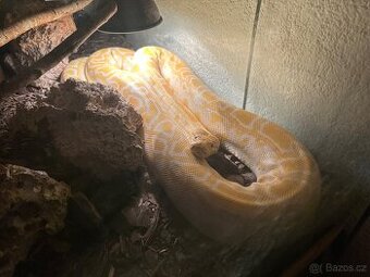 Krajta Tmavá Albín.