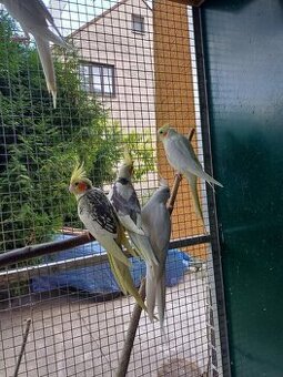 Prodám korely chocholaté - 1