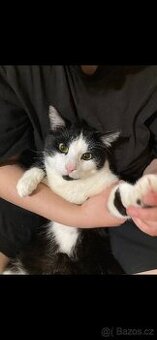 Daruju kočičí sourozence OBROVSKÝ MAZLÍCI❤️🐾