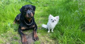 Školka pro psy, hlídání