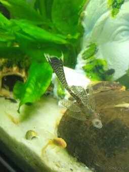 Ancistrus long fin
