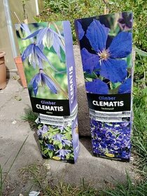 Clematis 2 druhy