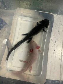 Axolotl mexický + akvárium - 1