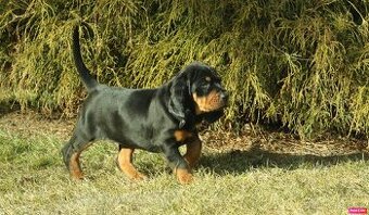 Šteniatka Black and Tan Coonhounda na predaj