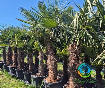 Trachycarpus fortunei