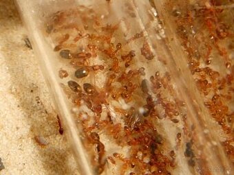 Mravenec faraon (Monomorium pharaonis)