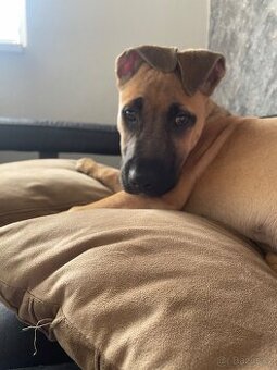 Stafford bull terrier