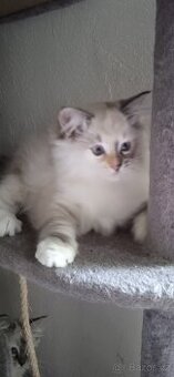 Ragdoll koťátka