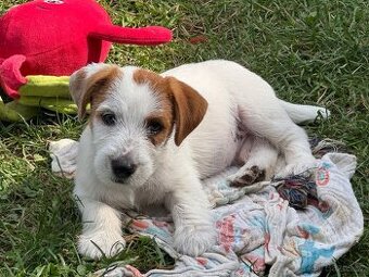 Jack Russell teriér s PP