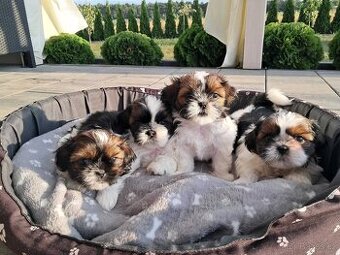 Shih - tzu Shih tzu