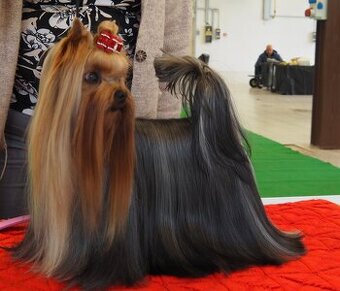 Jorkšírský terrier s PP