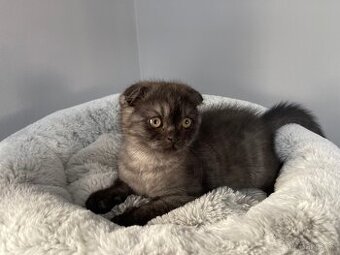 Skotská klapouchá kočička, kotě, scottish smoke grey.