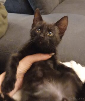 Mainská x Ragdoll x