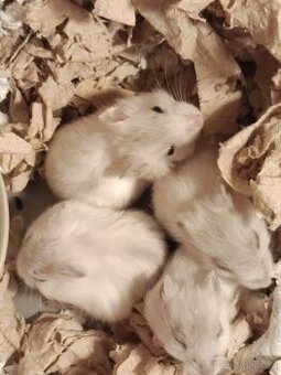 Křeček džungarský