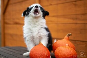 Štěňata border kolie