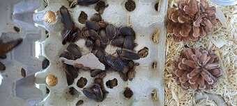 Šváb Argentinský (Blaptica dubia)