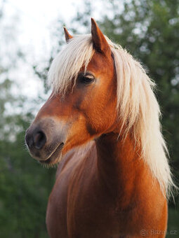 pronájem poníka bez možnosti odvozu