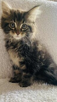 Mainská Mývalí, Maine Coon