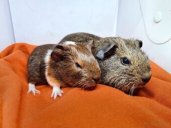 Morčata- kluci k odberu tesne pred Vanocemi