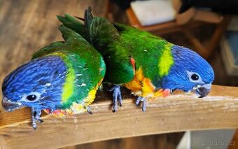 Lori mnohobarvý horský