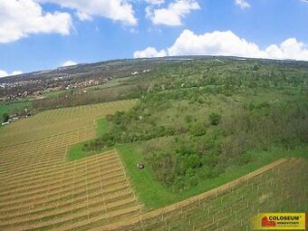 Znojmo – Oblekovice, vinice, trvalý travní porost, lesní poz