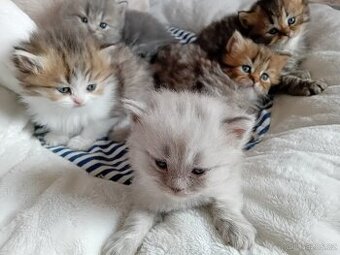 Britská koťátka s PP
